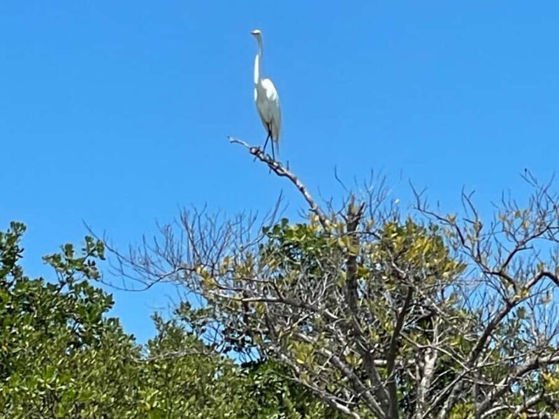 Fort Pierce: 2-Hour Prehistoric Preserve Kayak Tour - FAQs