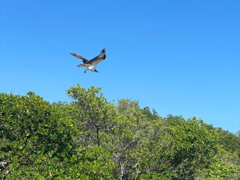 Fort Pierce: 4-hr Mangroves & Dolphin Watch Sandbar in FL - Who Will Love This Tour?