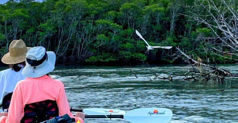 Fort Pierce: 4-hr Mangroves & Dolphin Watch Sandbar in FL - The Sum Up