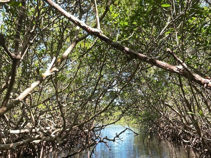 Fort Pierce: 6-hr Mangroves, Coastal Rivers & Wildlife in FL - A Detailed Look at the Tour Experience