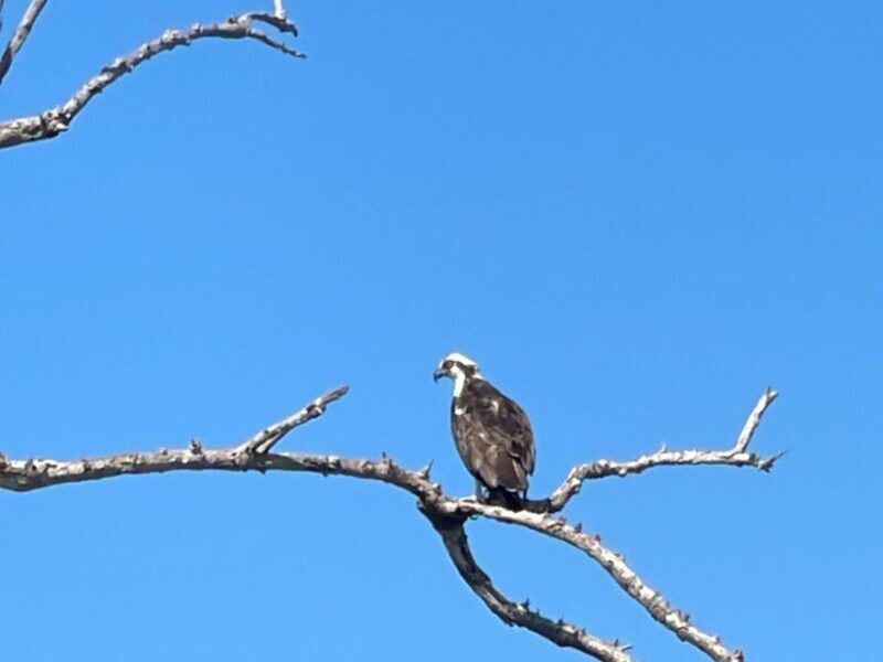 Fort Pierce: Prehistoric Preserve Kayak Tour - The Sum Up: Who Should Sign Up?