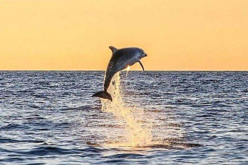 Fort Walton: Dolphin Discovery and Snorkeling Cruise - Key Points