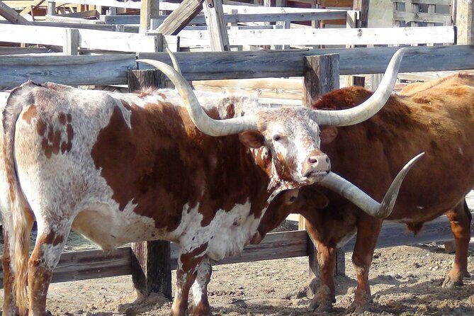 Fort Worth Heritage & Landmarks Open Air Tour 75 Min & 3 Hours - Final Thoughts: Is This the Tour for You?