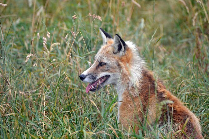Fox Encounter for 2 people and park entry - An Insider’s Look at the Fox Encounter at Ark Wildlife Park
