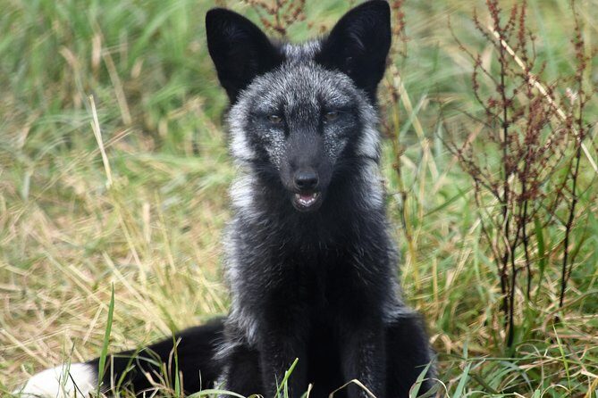 Fox Encounter for 2 people and park entry - Final Thoughts on the Fox Encounter at Ark Wildlife Park