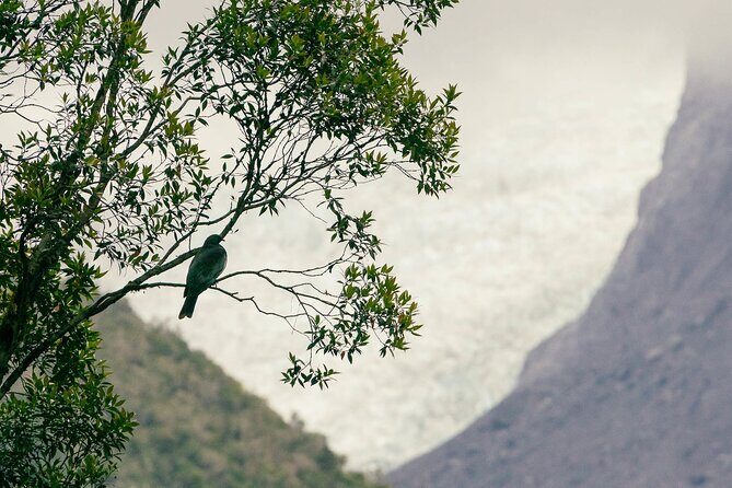 Fox Glacier Nature Tour - Final Thoughts: Is It Worth It?