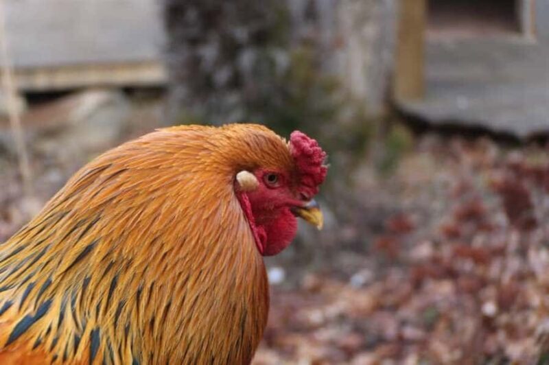 Foxfire Mountain: Hiking & Swinging Bridge Family Adventure - FAQ