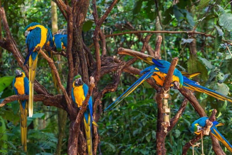Foz do Iguaçu: Bird Park Experience - Final Thoughts: Is It Worth It?