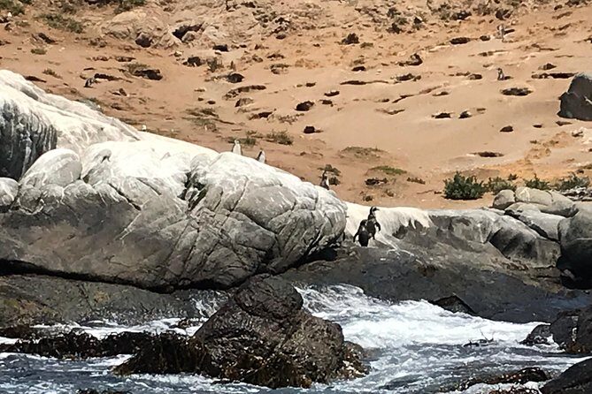 Fr VALPO: WILD PENGUINS, SEALION, SANDBOARD, PARAGLIDING & PICNIC - Who Is This Tour Best For?