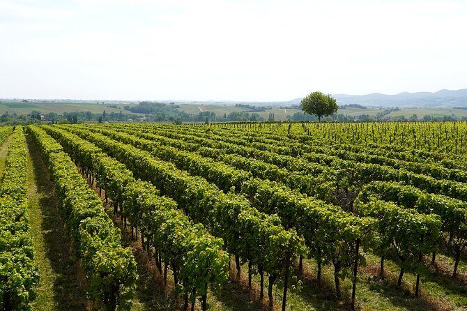Franciacorta Wine Tasting Tour with Brescia Visit from Milan - The Sum Up: Is This the Right Tour for You?