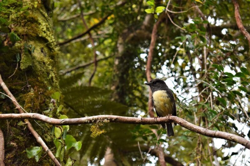 Franz Josef Glacier: 2.5-Hour Lake Mapourika Cruise and Walk - The Value of Expert Guides and Authentic Insights