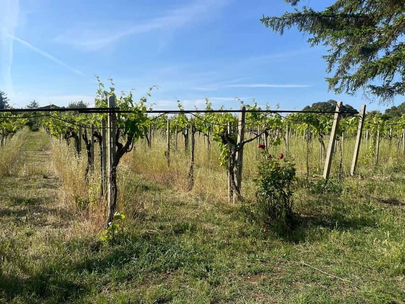 Frascati: Vineyard Wine Tasting Tour with Snacks - Key Points
