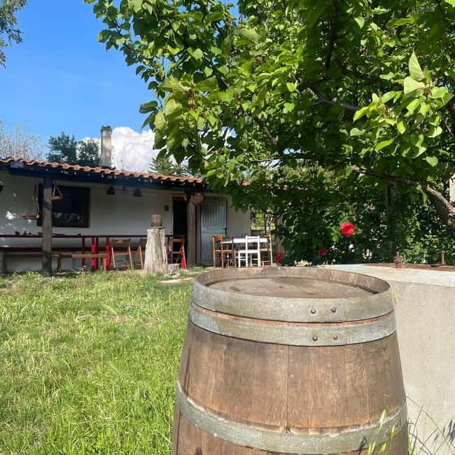 Frascati: Vineyard Wine Tasting Tour with Snacks - The Sum Up