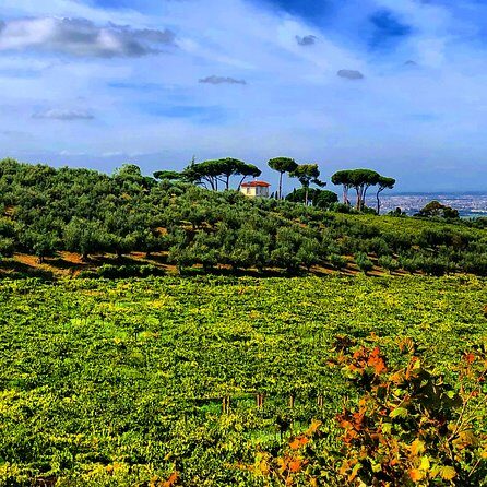 Frascati Wine Tasting Tour: The Flavors of the Roman Countryside - Who Should Consider This Tour?