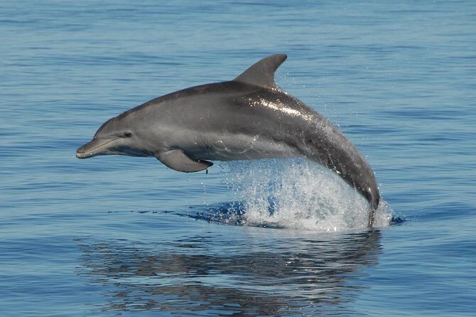 Fraser Island & Dolphin Sailing Adventure - Key Points
