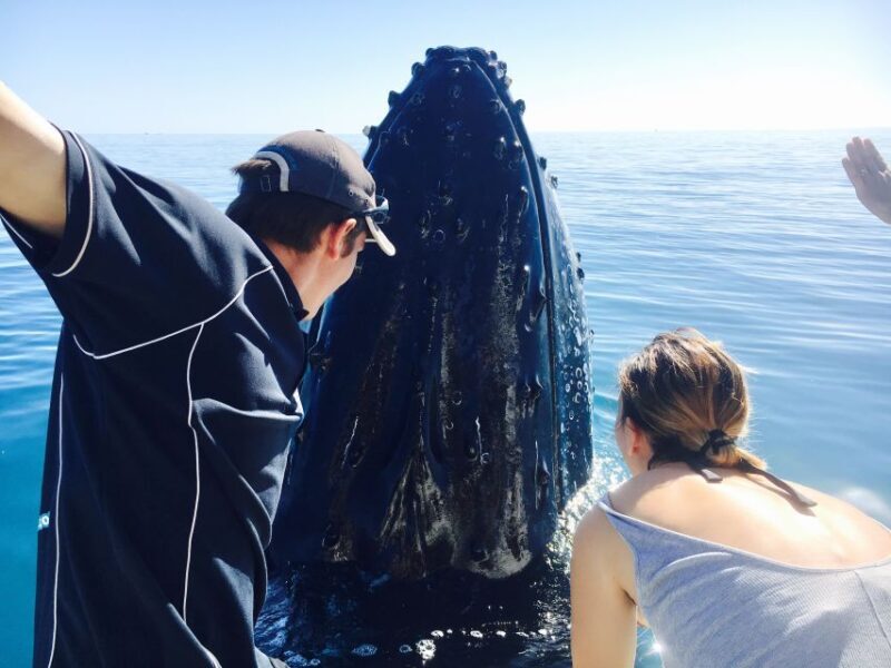 Fraser Island (K'gari): Remote Island and Whale Experience - An Honest Look at the Fraser Island Whale and Adventure Tour