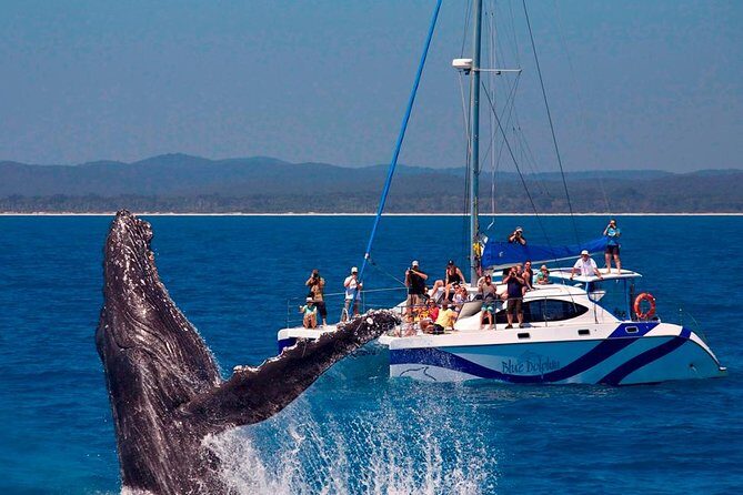 Fraser Island Whale Watch Encounter - Why This Tour Stands Out