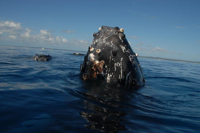 Fraser Island Whale Watch Encounter - FAQs