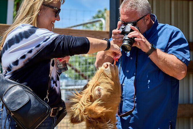 Fredericksburg Cow Cuddling - Key Points