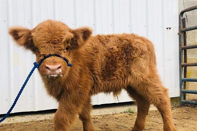 Fredericksburg Cow Cuddling - An In-Depth Look at Fredericksburg Cow Cuddling