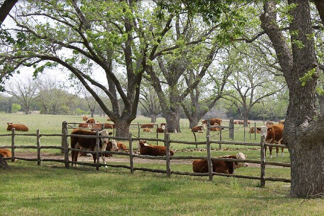 Fredericksburg Luxury Shopping and History and Culture Tour - Frequently Asked Questions