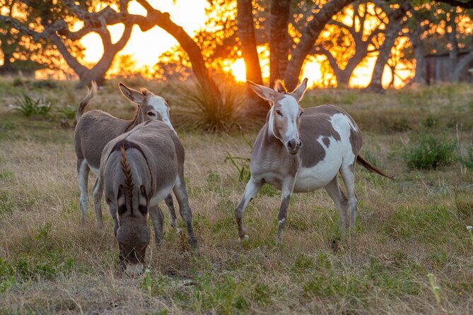 Fredericksburg Safari Tour With Wine Tasting - What to Expect: A Practical Breakdown of the Experience
