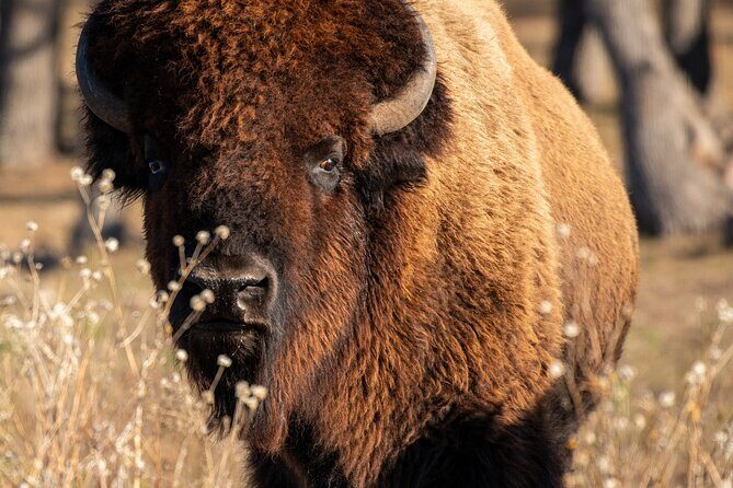 Fredericksburg Safari Tour With Wine Tasting - Who Will Love This Tour?