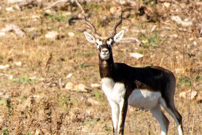 Fredericksburg Safari Tour With Wine Tasting - Final Thoughts