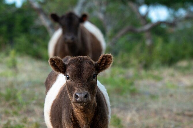 Fredericksburg Safari Tour With Wine Tasting - Frequently Asked Questions