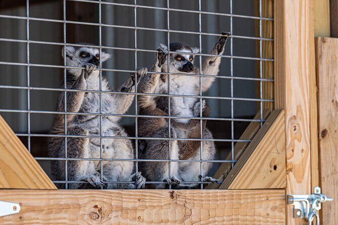 Fredericksburg Safari Tour Without Wine Tasting - Key Points