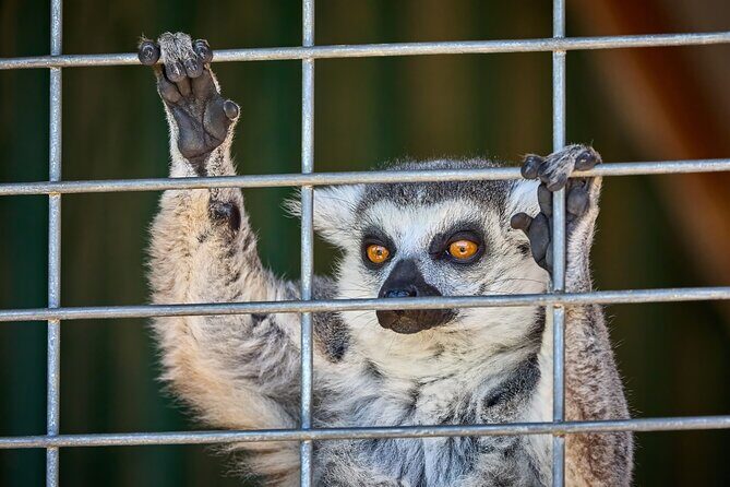 Fredericksburg Safari Tour Without Wine Tasting - A Detailed Look at the Fredericksburg Safari Tour Experience