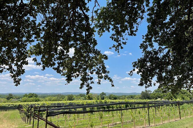 Fredericksburg Texas Area Wine Tastings: 3 Wineries and Lunch - Second Stop: Boutique or Emerging Wineries