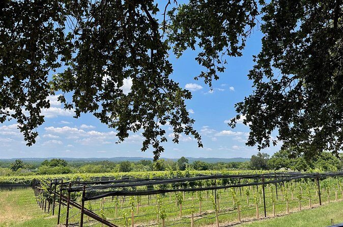 Fredericksburg Texas Area Wine Tastings: 3 Wineries and Lunch - Third Stop: A Mix of Tradition and Innovation
