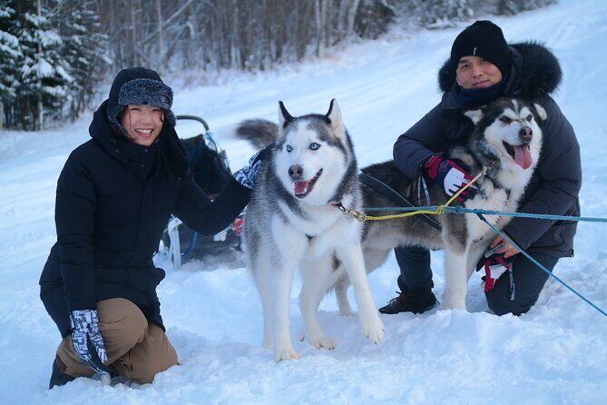 Free Pickup/Drop off: Alaskan Husky Dog Sledding with Free Photo - What to Expect from Your Alaskan Dog Sledding Experience