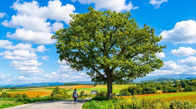 Free Shikisai-no-Oka Flower Viewing Ticket + Flower Field Tractor Tour: Hokkaido Biei Furano Flower Fields, Patchwork Road (drive-by), Seven Star Tree, Shirogane Blue Pond, Shirasu Falls, Shikisai-no-Oka, Farm Tomita (departing from Sapporo) - Shirahige Falls, a short stop with a different mood