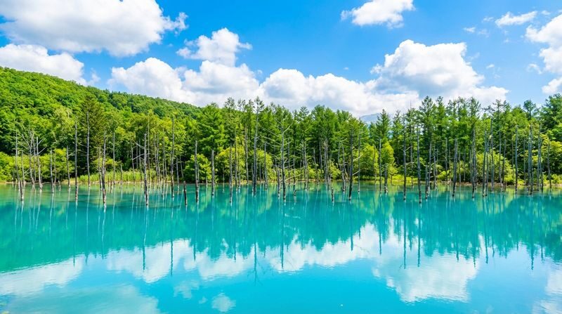 Free Shikisai-no-Oka Flower Viewing Ticket + Flower Field Tractor Tour: Hokkaido Biei Furano Flower Fields, Patchwork Road (drive-by), Seven Star Tree, Shirogane Blue Pond, Shirasu Falls, Shikisai-no-Oka, Farm Tomita (departing from Sapporo) - Lunch and a pause at the Herb Garden