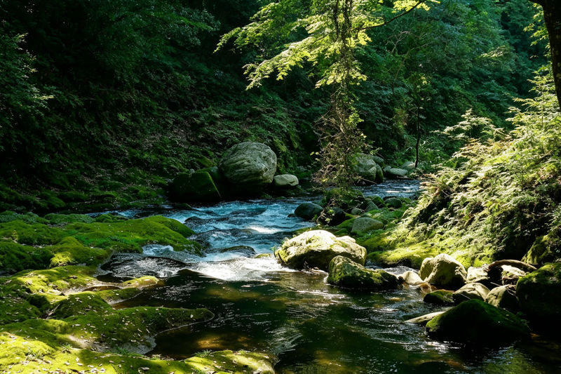 (Free specialty burger) Kyushu Fukuoka Takachiho Gorge and Small Train Day Tour, optional boat ride experience - Who should consider booking