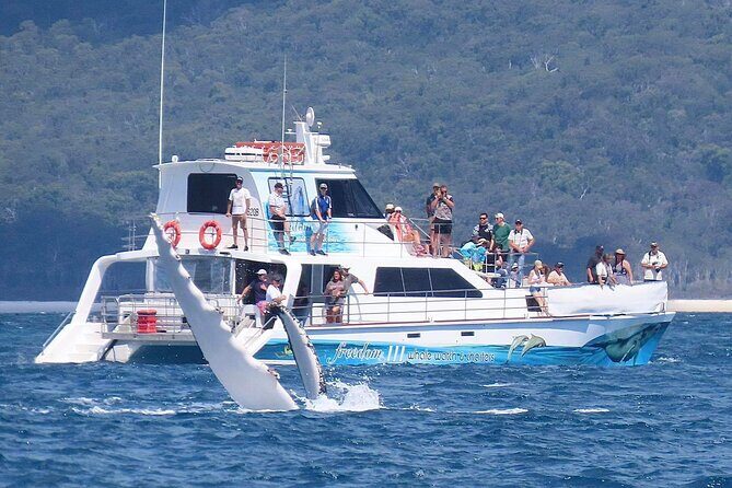 Freedom 3/4 Day Hervey Bay Premium Whale Watching Cruise - Practical Tips for Your Whale Watching Day