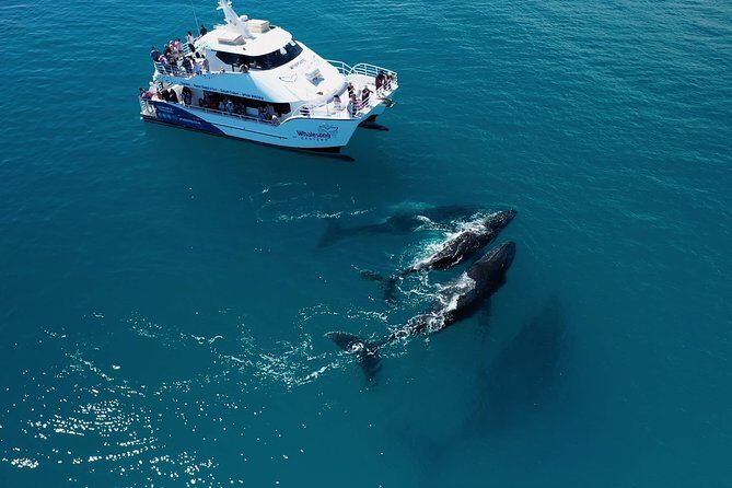 Freedom 3/4 Day Hervey Bay Premium Whale Watching Cruise - Wrapping it Up: Who Is This Tour Best For?