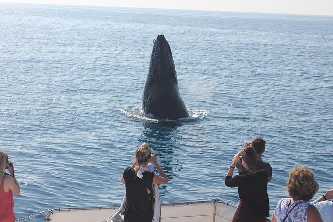 Freedom 3/4 Day Hervey Bay Premium Whale Watching Cruise - Final Thoughts