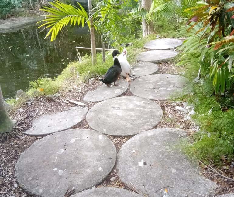 Freeport: Grand Bahama Culture, History & Local Flavors Tour - A Guided Journey Through Grand Bahamas Heart