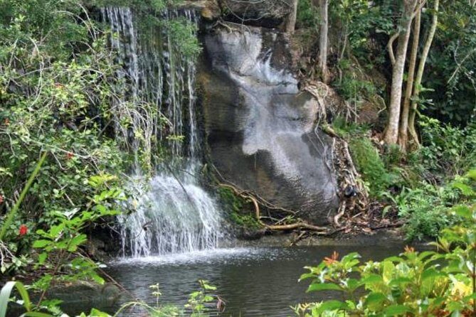 Freeport Shore Excursion: Garden of the Groves and City Tour - A Closer Look at the Tour Experience