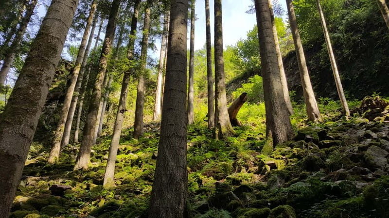 Freiburg: Private Black Forest Tour by car - FAQ