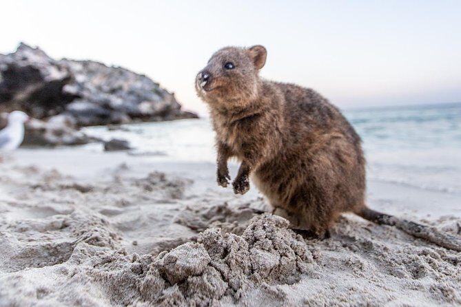 Fremantle to Rottnest Island Roundtrip Ferry Ticket - Who Will Love This Tour?