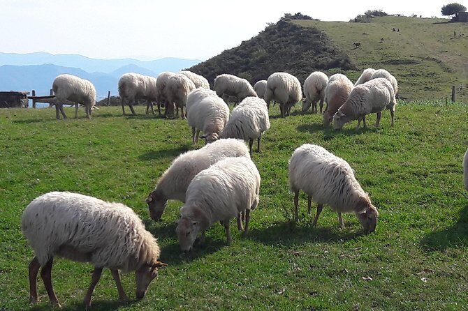 French-Basque Countryside Private tour Discover the hidden beauty of Pyrenees - A Scenic Journey Through the French-Basque Countryside