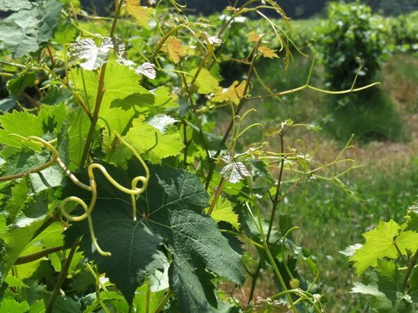 French Riviera: Provencal Wine Tour - A Closer Look at the Provencal Wine Tour