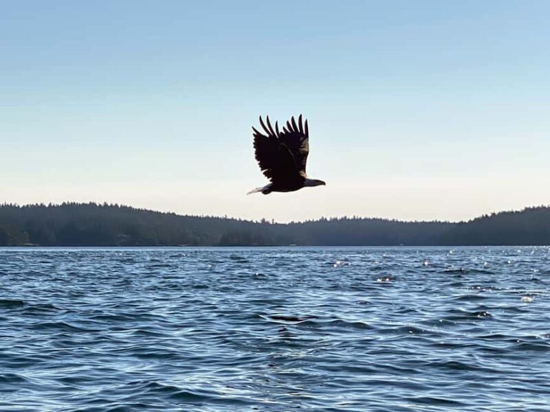 Friday Harbor: Half-Day Family Kayaking and Hiking Tour - Exploring the San Juan Islands: A Detailed Look at the Tour