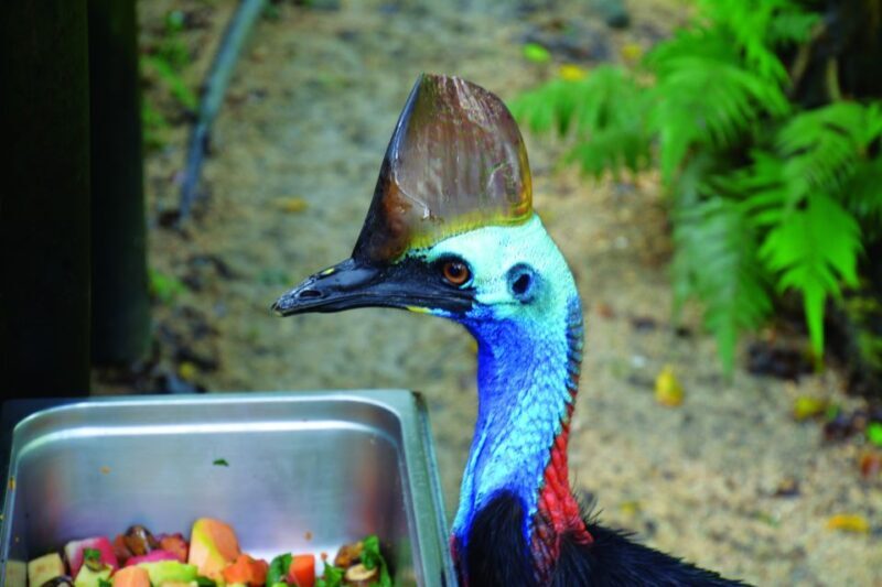 Friends in the Rainforest Package: Koala Gardens & Birdworld - The Verdict: Is It Worth It?