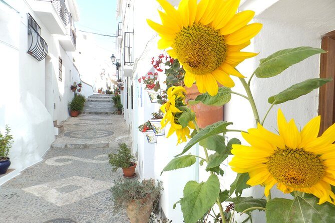 Frigiliana Small-Group Hike and Wine Tasting Tour from Malaga - FAQ Section