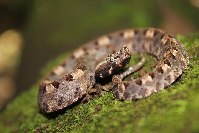 Frog Watching Jungle Night Walk - Key Points